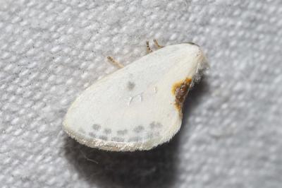 <i>Cilix glaucata/hispanica</i>