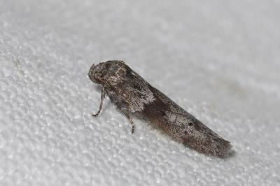 <i>Hypatopa segnella</i>