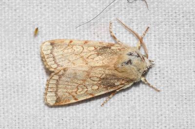 <i>Dicycla oo</i>