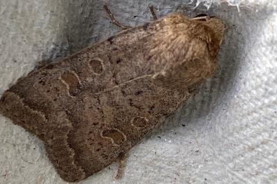 <i>Hoplodrina ambigua</i>