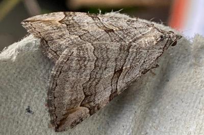 <i>Aplocera efformata</i>