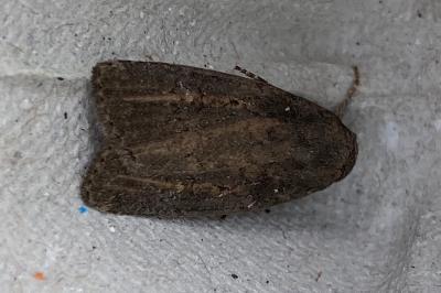 <i>Proxenus hospes</i>