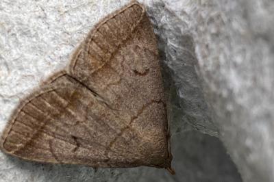 <i>Zanclognatha lunalis</i>