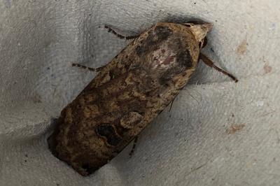 <i>Noctua pronuba</i>