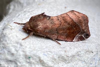 <i>Cosmia pyralina</i>