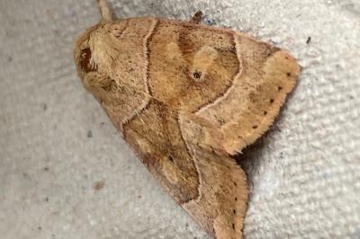 <i>Cosmia trapezina</i>