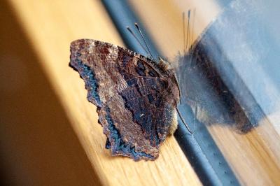 <i>Nymphalis polychloros</i>