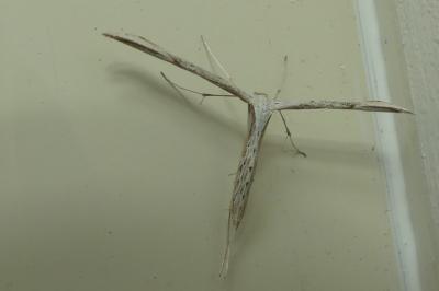 <i>Emmelina monodactyla</i>