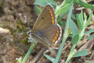 <i>Aricia agestis</i>