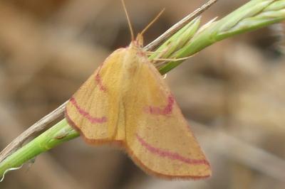 <i>Lythria purpuraria</i>