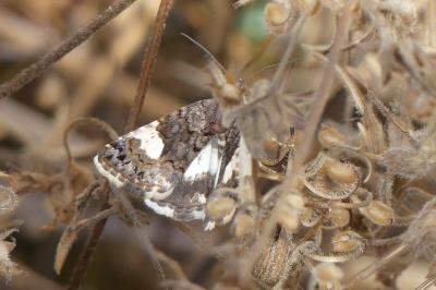 <i>Tyta luctuosa</i>