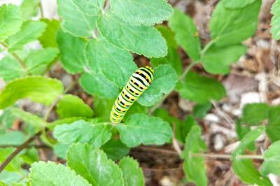 <i>Papilio machaon</i>