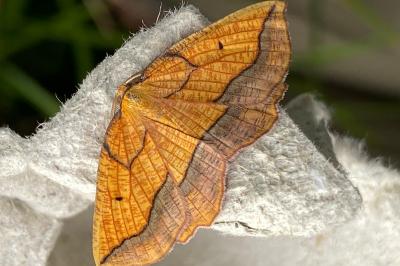 <i>Epione repandaria</i>