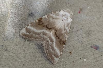 <i>Meganola albula</i>