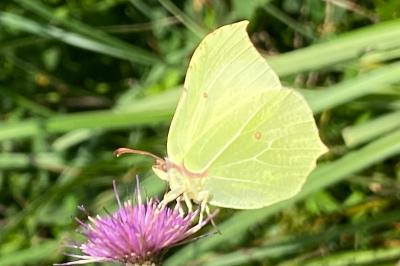 <i>Gonepteryx rhamni</i>