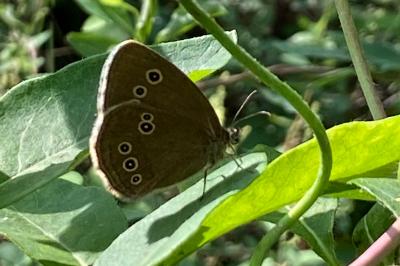 <i>Aphantopus hyperantus</i>
