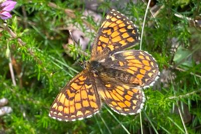<i>Melitaea athalia/celadussa</i>