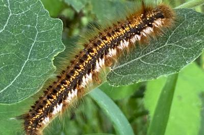 <i>Euthrix potatoria</i>