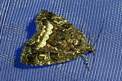 <i>Deltote pygarga</i>