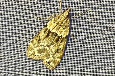 <i>Eudonia mercurella</i>
