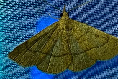 <i>Paracolax tristalis</i>