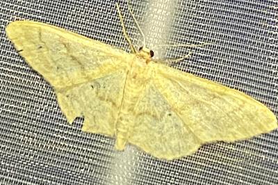 <i>Idaea deversaria</i>