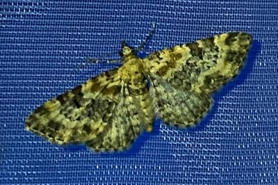 <i>Eupithecia linariata/pulchellata</i>