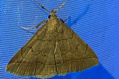 <i>Zanclognatha lunalis</i>