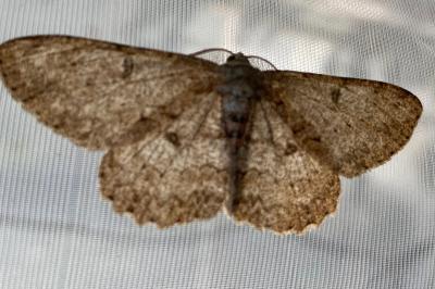 <i>Hypomecis punctinalis</i>