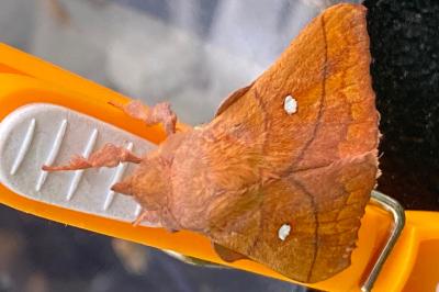 <i>Odonestis pruni</i>