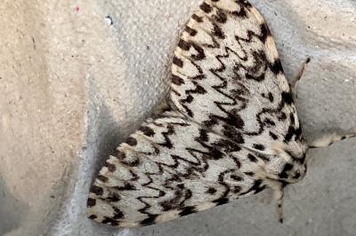 <i>Lymantria monacha</i>