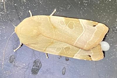 <i>Noctua fimbriata</i>