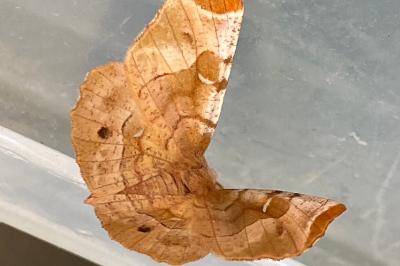 <i>Selenia tetralunaria</i>