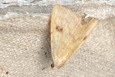 <i>Rivula sericealis</i>