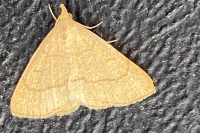 <i>Paracolax tristalis</i>