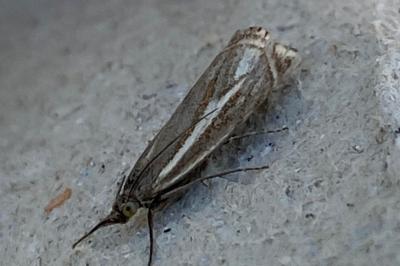 <i>Crambus lathoniellus</i>