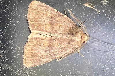 <i>Rusina ferruginea</i>