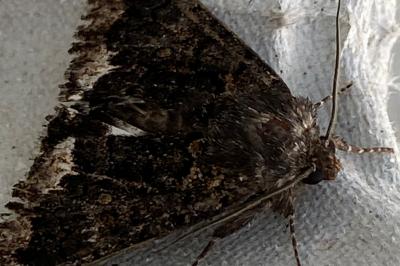 <i>Catephia alchymista</i>