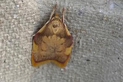<i>Carcina quercana</i>