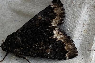 <i>Catephia alchymista</i>