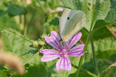 <i>Pieris rapae</i>