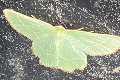 <i>Thalera fimbrialis</i>