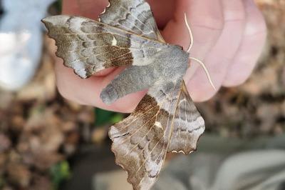 <i>Laothoe populi</i>