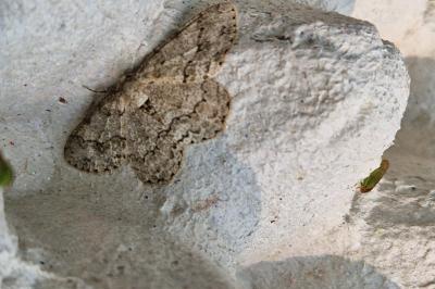 <i>Ectropis crepuscularia</i>
