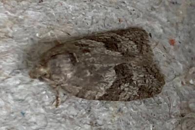 <i>Syndemis musculana</i>