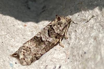 <i>Cnephasia</i>