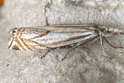 <i>Crambus lathoniellus</i>