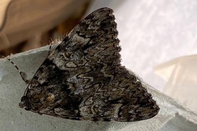 <i>Catocala promissa</i>