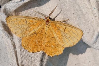 <i>Angerona prunaria</i>