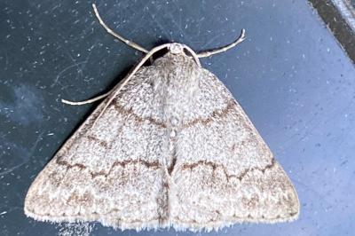 <i>Pseudoterpna pruinata</i>